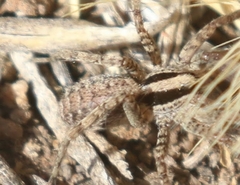 Camptocosa parallela