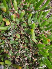 Chenopodium triandrum