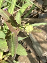 Streptanthus squamiformis