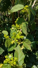 Gonolobus stenosepalus