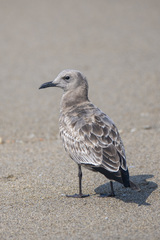 Leucophaeus modestus