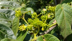 Gonolobus stenosepalus