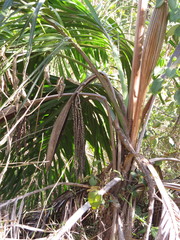 Arecaceae