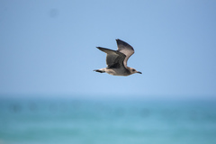 Leucophaeus modestus