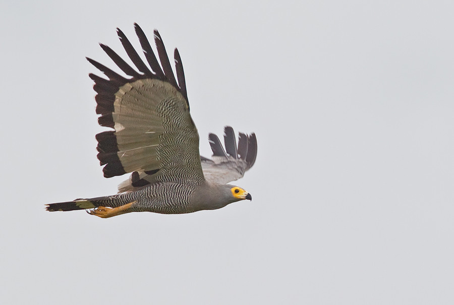 African Harrier-Hawk