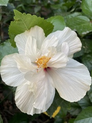 Hibiscus