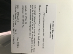 Physocarpus monogynus