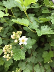 Physocarpus monogynus