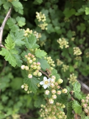 Physocarpus monogynus