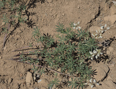 Lupinus angustiflorus