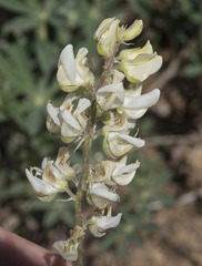 Lupinus angustiflorus