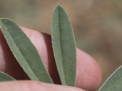 Lupinus angustiflorus