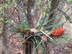 Tillandsia ponderosa