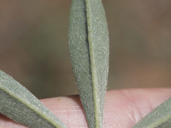 Lupinus angustiflorus