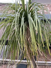 Nolineae