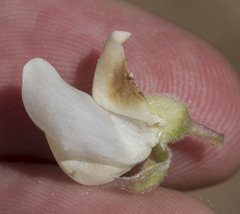 Lupinus angustiflorus