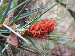 Tillandsia ponderosa