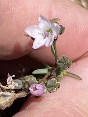 Hesperolinon congestum