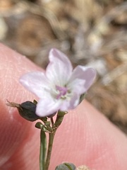 Hesperolinon congestum