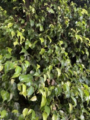 Ficus benjamina