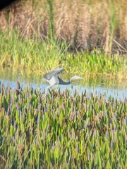 Egretta tricolor image