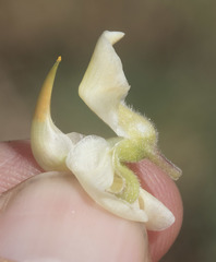 Lupinus angustiflorus