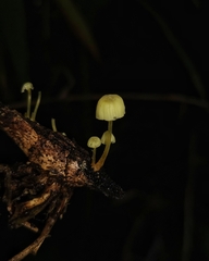 Mycena chusqueophila