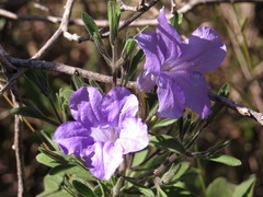 Ruellia incompta