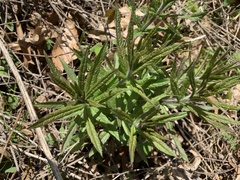 Veronicastrum