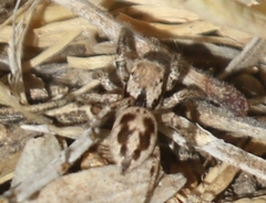 Habronattus clypeatus