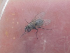 Brachycera