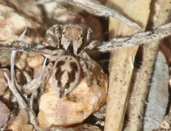Habronattus clypeatus
