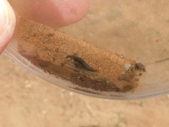 Staphylinidae