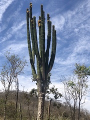 Pachycereus