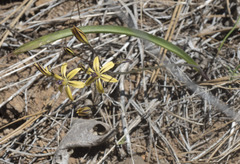Triteleia ixioides anilina