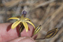 Triteleia ixioides anilina