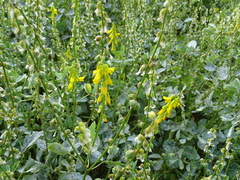 Melilotus italicus