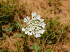 Tordylium trachycarpum