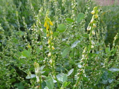 Melilotus italicus