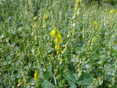 Melilotus italicus