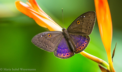 Eurybia molochina