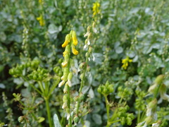 Melilotus italicus