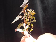 Capsella bursa-pastoris