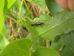 Cranistus colliurides
