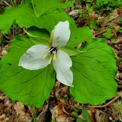 Trillium simile