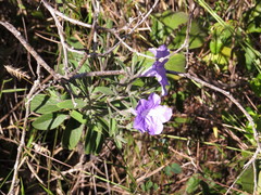 Ruellia incompta