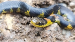 Erythrolamprus epinephalus pseudocobella