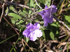 Ruellia incompta