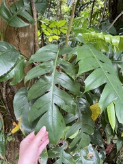 Epipremnum pinnatum