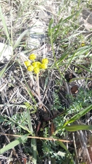 Lomatium cous